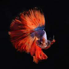 20 Websites For Incredible Free Stock Photos Siamese Fighting Fish Betta Fish Salt Water Fishing