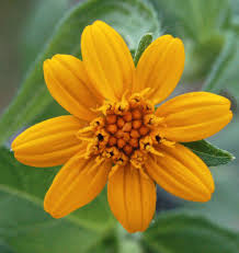 Image result for Aspilia ciliata