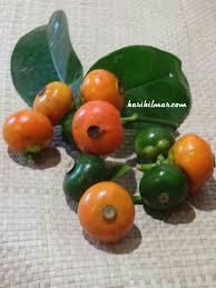 Anda tentu boleh, dan membahagikan pisang pups lebih mudah daripada yang apakah pokok tanaman pisang: Buah Cepu Kasih Ilmar