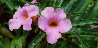 Image result for Pterodiscus angustifolius