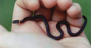 Florida Nature Diadophis Punctatus Punctatus Southern Ringneck Snake Snake Pics Of Snakes Reptiles And Amphibians