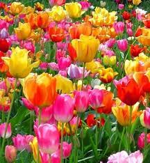 Edible Spring Flowers Are As Attractive When Growing Outdoors As They Are Delicious When Served On A Pl Flower Wallpaper Most Beautiful Flowers Tulips Flowers