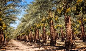 More images for fruit trees in the desert » Date Palm Description Uses Cultivation Britannica