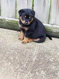 Find local rottweiler puppies for sale and dogs for adoption near you. Perkasie Pa Rottweiler Meet Rottie Puppies A Pet For Adoption