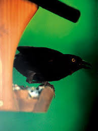 For cardinals, chickadees and nuthatches, provide safflower seed in hopper or tray feeders. Wild Birds Unlimited Nature Shop