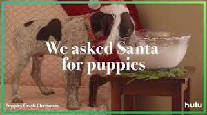 May 25, 2021 · hundreds of puppies purchased during the pandemic are being resold or handed in to rescue centres. Puppies Crash Christmas Hulu S New Yule Log Alternative Indiewire