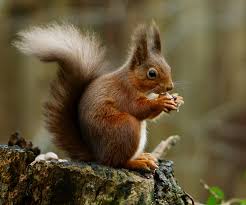 red squirrel wikipedia