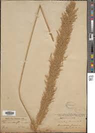 Image result for Loudetia phragmitoides