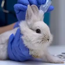 Image result for scabies rabbits ears