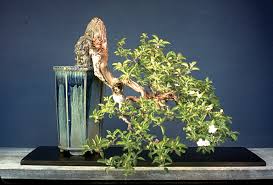 B4mepublishing / bonsai books for sale. A Multitude Of Remarkable Bonsai Photos From Our Remarkable Bonsai Books Book Sale Ends Tonight Bonsai Bark