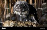 Wolf peter wolf 2006 hi-res stock photography and images - Alamy