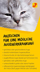 Wenn Katzenaugen Entzundet Sind Und Tranen
