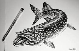 Finished Ballpoint Pen I Will Soon Post A Video Tutorial Explaining My Drawing Techniques Https Www Youtube Com U Drawing Techniques Pike Art Fish Artwork