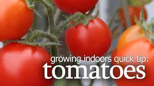 Can tomatoes be grown indoors with minimal sunlight? Growing Tomatoes Indoors Quick Tip Youtube