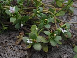 Image result for Lindernia conferta