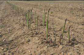 Maybe you would like to learn more about one of these? Optimize Your Asparagus Harvest Growing Produce