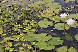 Image result for Nymphoides senegalensis