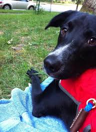 There are four games you can play right now that will help expedite learning for your puppy or dog. Mental Enrichment For Post Op Recovery My Fantastic Friend