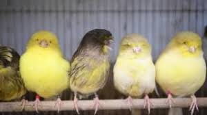 Maybe you would like to learn more about one of these? Download Norwich Canary Young 2014 In Mp4 And 3gp Codedwap