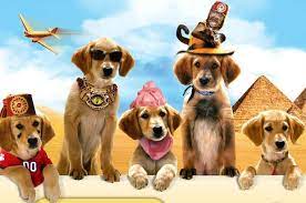 Treasure Buddies Air Buddies Movies Air Bud Movies Buddy