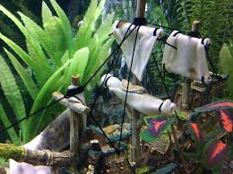 Black Algae In Fish Tank Good Or Bad Is Black Algae Bad Or Is It Mold My Aquarium Club