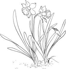 Daffodil Coloring Page To Use As An Embroidery Pattern Flower Coloring Pages Coloring Pages Spring Coloring Pages