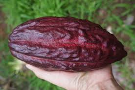 It is generally maintenance free, but may need staking in rich soil. 10 Chocolate Plants Ideas Theobroma Cacao Cacao Plants
