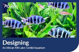 Peacock Cichlid Care Guide & Species Profile | Fishkeeping World