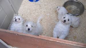 Check spelling or type a new query. Fraudsters Sentenced For Selling Sick And Dying Puppies Bbc News