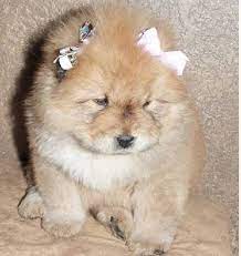 Chow Chow Panda Dog For Sale M5x Eu Chow Chow Puppy Panda Dog Chow Puppies For Sale
