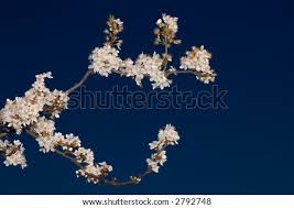 They resemble a spider's legs, long and extremely narrow, widely separated. An Apple Tree Branch With Flowers Against A Background Of Deep Blue Sky Shot In Larkspur Bay Area California Stock Images Page Everypixel