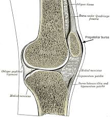 Image result for Prepatellar Bursa Injection