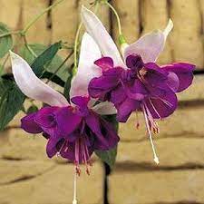 Deep Purple Fuchsia Plant Fuchsia Flowers Fuchsia Plant Fuchsia Garden