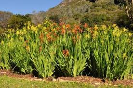 Image result for Maranthes floribunda