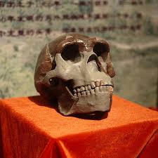 It is thought to have evolved during the late pliocene and early pleistocene; Multiregional Origin Of Modern Humans Wikiwand