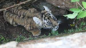 It is very important to focus on tiger conservation as it plays a very important role in protecting and maintaining a balanced ecosystem across its range. Id Fbbwrz51 Tm