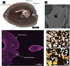 Mature red blood cells are flexible, oval or round biconcave discs that move easily through the blood vessels. Palaeobiology Of Red And White Blood Cell Like Structures Collagen And Cholesterol In An Ichthyosaur Bone Scientific Reports