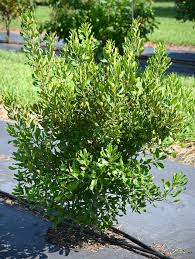 Image result for Barleria mackenii