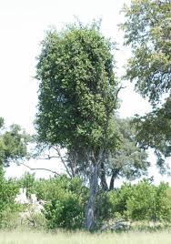 Image result for Combretum mossambicense