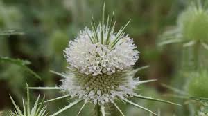 Image result for Dipsacaceae