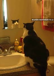 Aynada Kendini Goren Kedi Kedi Komik Kediler Komik Kopek Resimleri