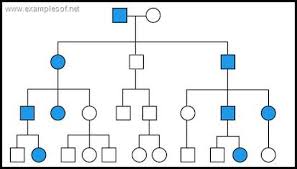 The Study Of Pedigree Genetics