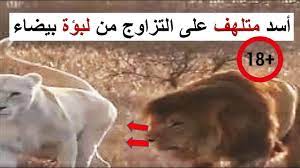 The lion is eager to mate with a white lioness by force - YouTube