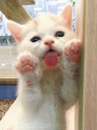 Pin Em Gatos