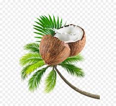 Dreamstime is the world`s largest stock photography community. Coconut Tree Cartoon Png Download 648 820 Free Transparent Coconut Water Png Download Cleanpng Kisspng