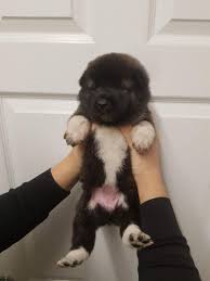 We are a family oriented kennel that tries to produce the best pet companion puppies. Akita Puppies For Sale Colorado L2sanpiero