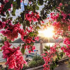 Maybe you would like to learn more about one of these? Https Www Instagram Com Beautiful Nature Beautiful Flowers Nature Photography