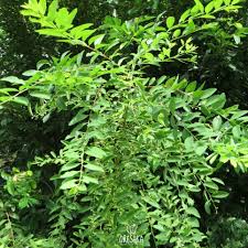 Image result for Seddera suffruticosa