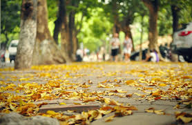 Kết quả hình ảnh cho Sư be với lá vàng images