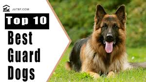 The 10 small breeds that received the most votes are listed in the. Best Guard Dogs Top 10 Best Guard Dogs For Security Youtube